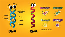 Load image into Gallery viewer, Basic Science Trilogy Series - Series 2 Biochemistry
